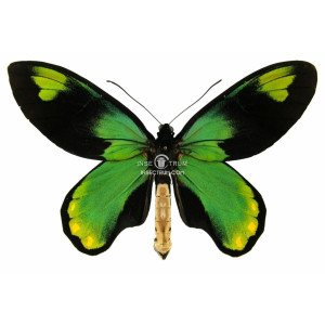 ORNITHOPTERA VICTORIAE VICTORIAE ORNITHOPTERA VICTORIAE VICTORIAE